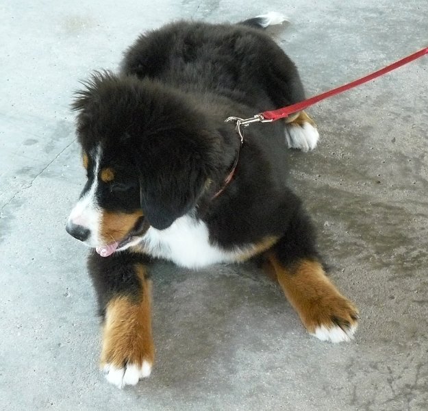 Mascot of the Day.jpg